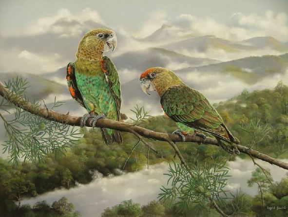Cape Parrot