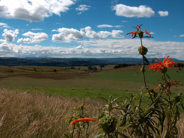 leonotis flowering