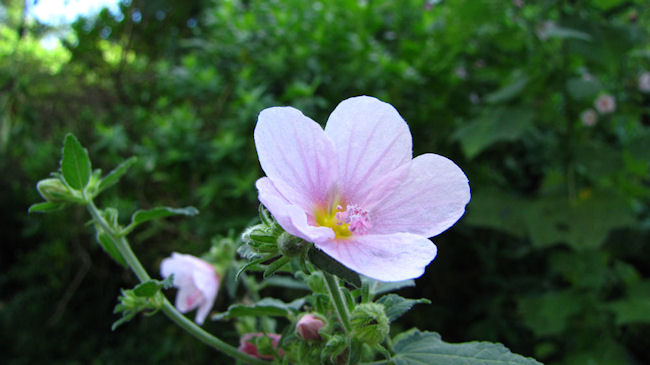 pavonia