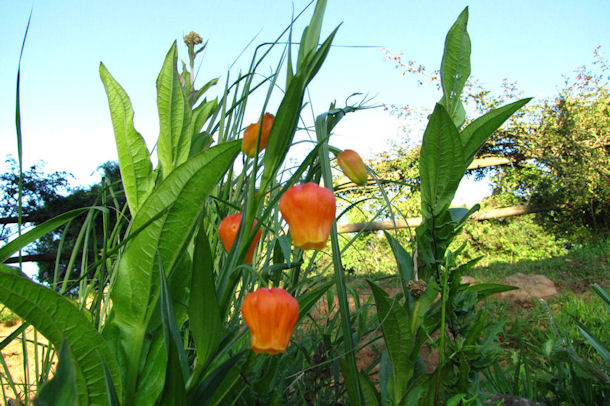 sandersonia